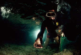 Marine biologist collects Photoblepharon fish stunned by his torch.