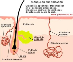 glandulas_sudoriparas